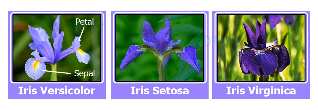 Iris Species