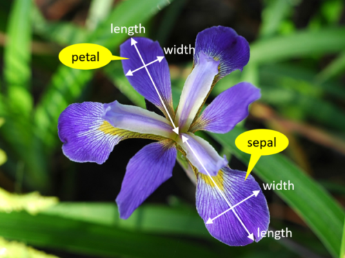 Sepal und Petal